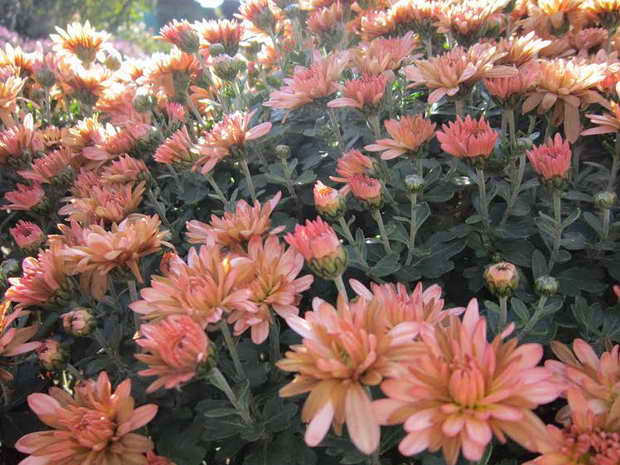 Бал хризантем у ботанічному саду починається, проте через холоди візьмуть участь у ньому не всі квіткові красуні - фото 2