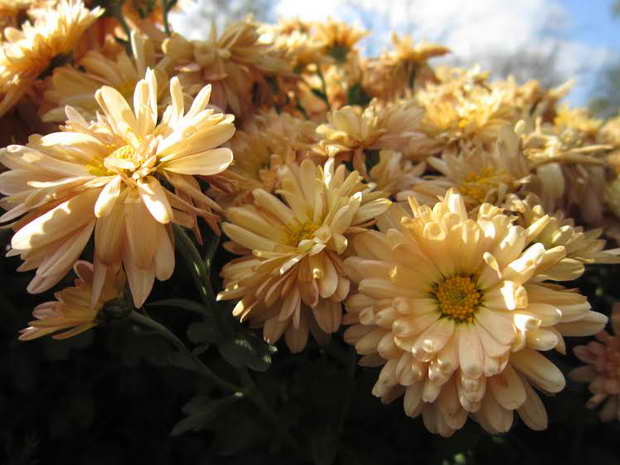 Бал хризантем у ботанічному саду починається, проте через холоди візьмуть участь у ньому не всі квіткові красуні - фото 3