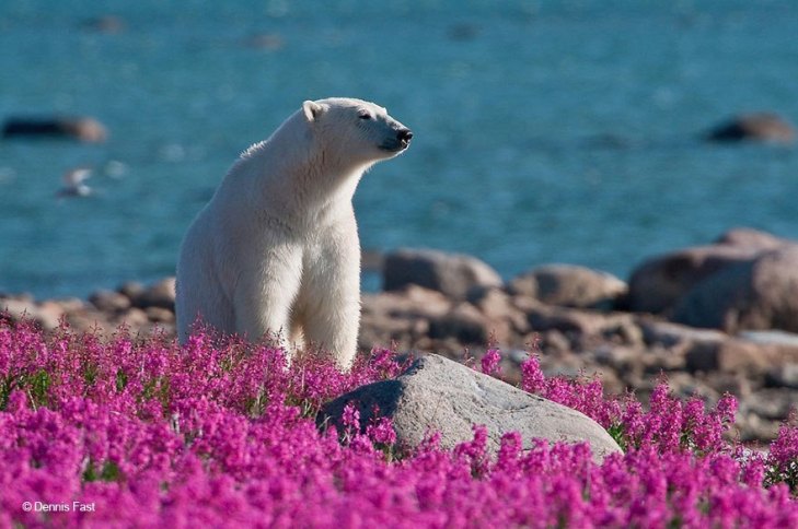 Як романтично виглядають білі ведмеді у квітах - фото 2