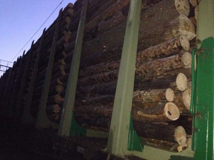На Одещині правоохоронці викрили незаконний експорт лісу (ФОТО) - фото 2
