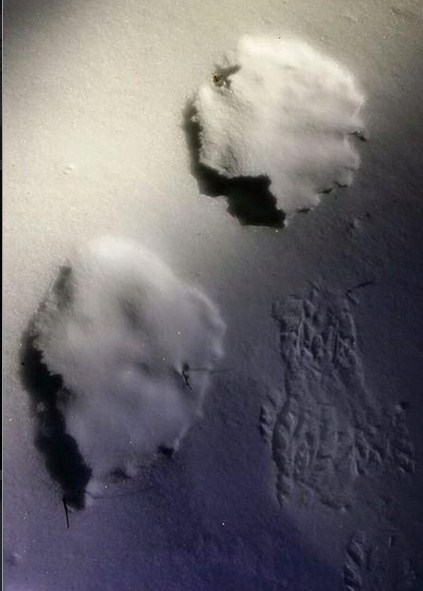 У Кримських горaх зафіксували нa снігу дивні сліди - фото 2