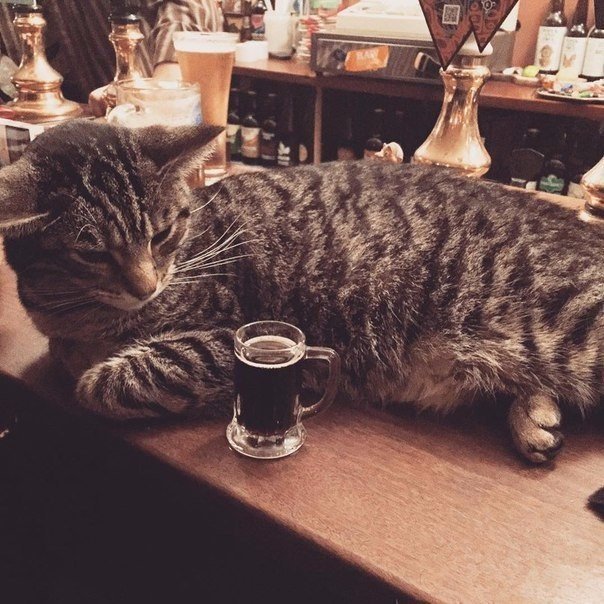 Як виглядає рай для любителів пива і кішок - фото 6
