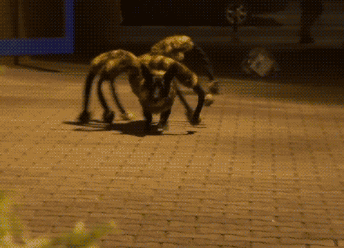 собака-паук – один из розыгрышей на Хэллоуин