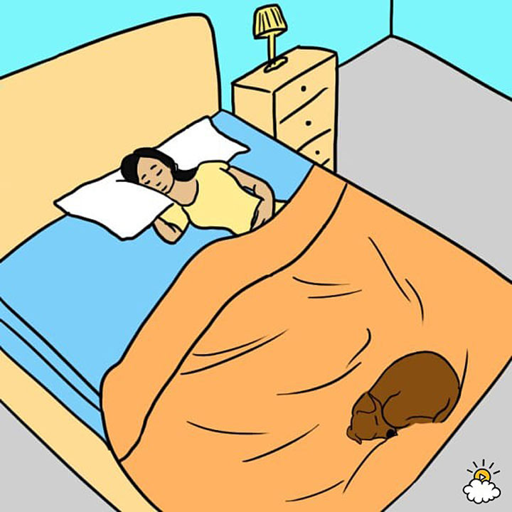 Сім несподіваних причин, чому ваш собака має спати у вашому ліжку - фото 1