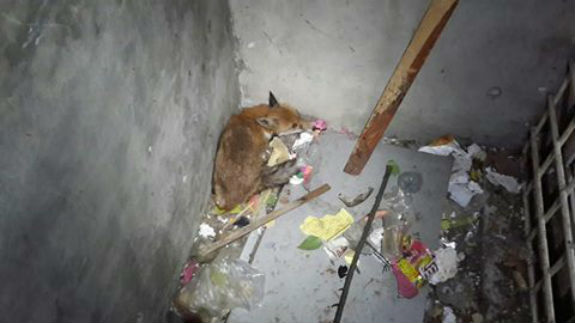 У підвалі столичного будинку мешканці знайшли лисицю  - фото 1