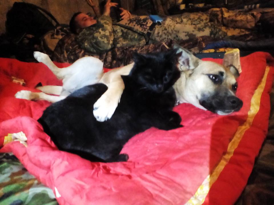 Війна та мир народжених в АТО: дві історії про кота, собаку і справжню дружбу - фото 4