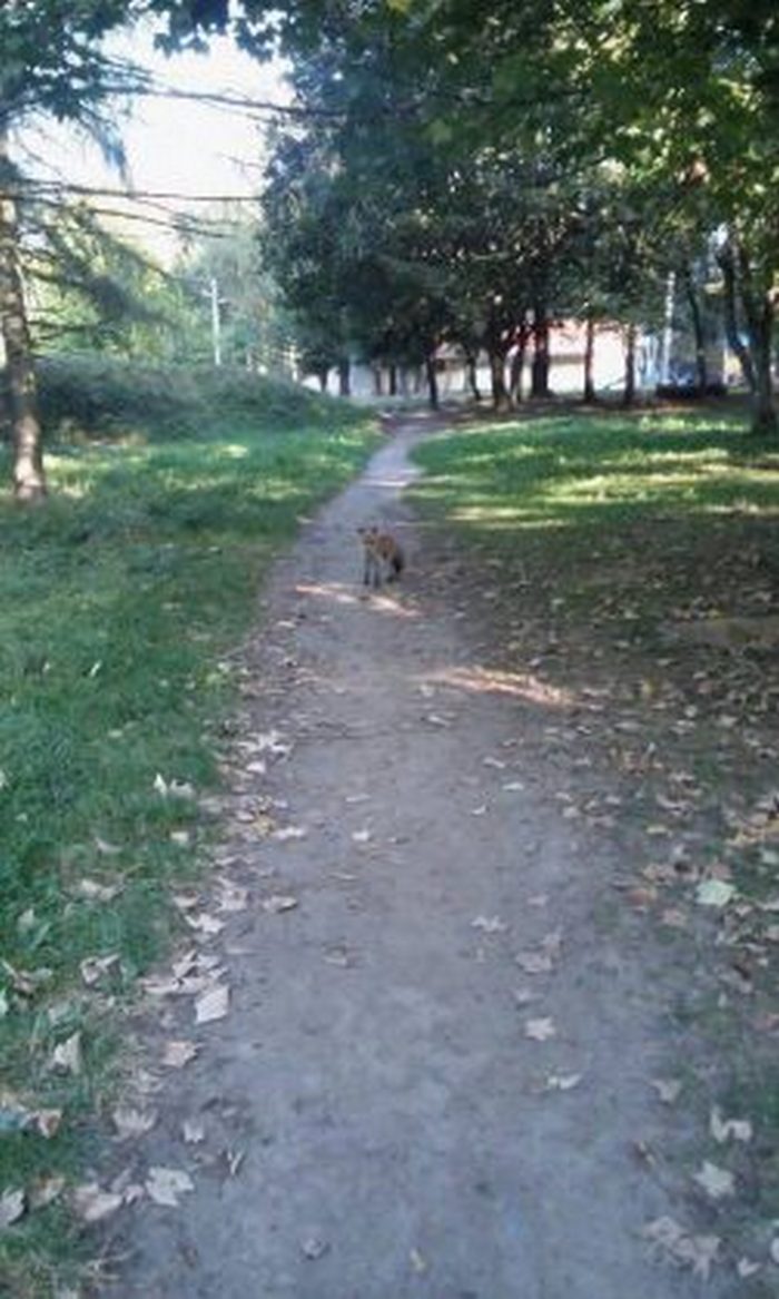 У львівських парках з'явилися лисиці (ФОТО) - фото 1