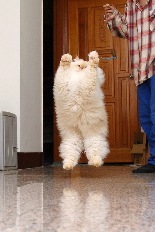Як незворушні коти переносять люті морози - фото 9