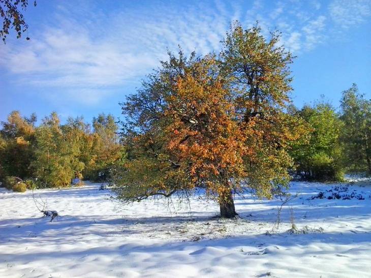В околицях Ужгорода можна вже зліпити снігову бабу - фото 1