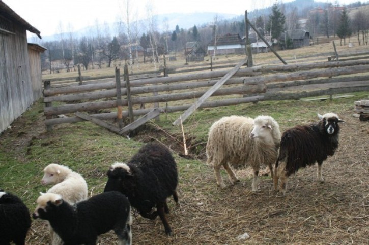 До дня психічного здоров'я: Зцілення від прикарпатських овечок - фото 1