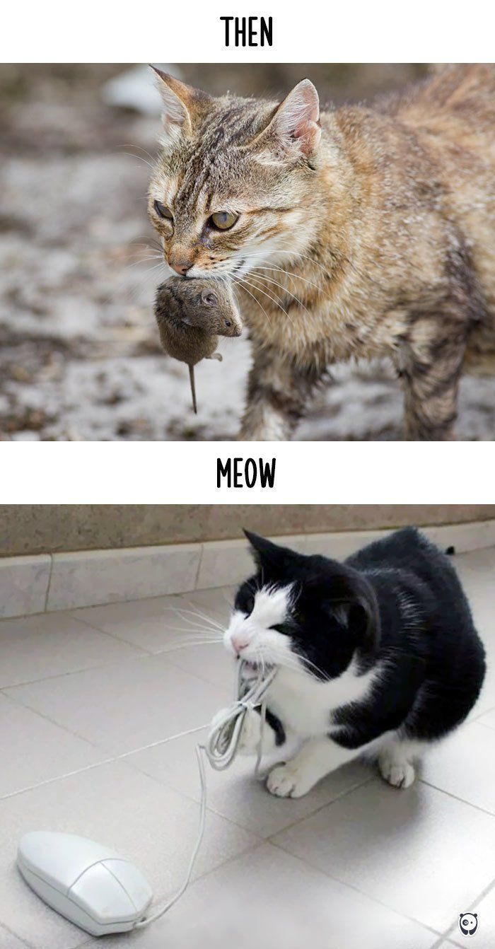 Як змінилось життя котів з появою гаджетів - фото 9