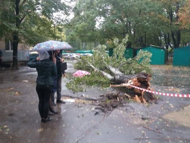 В Одесі жінку придавило деревом, в результаті чого вона загинула (ФОТО) - фото 2