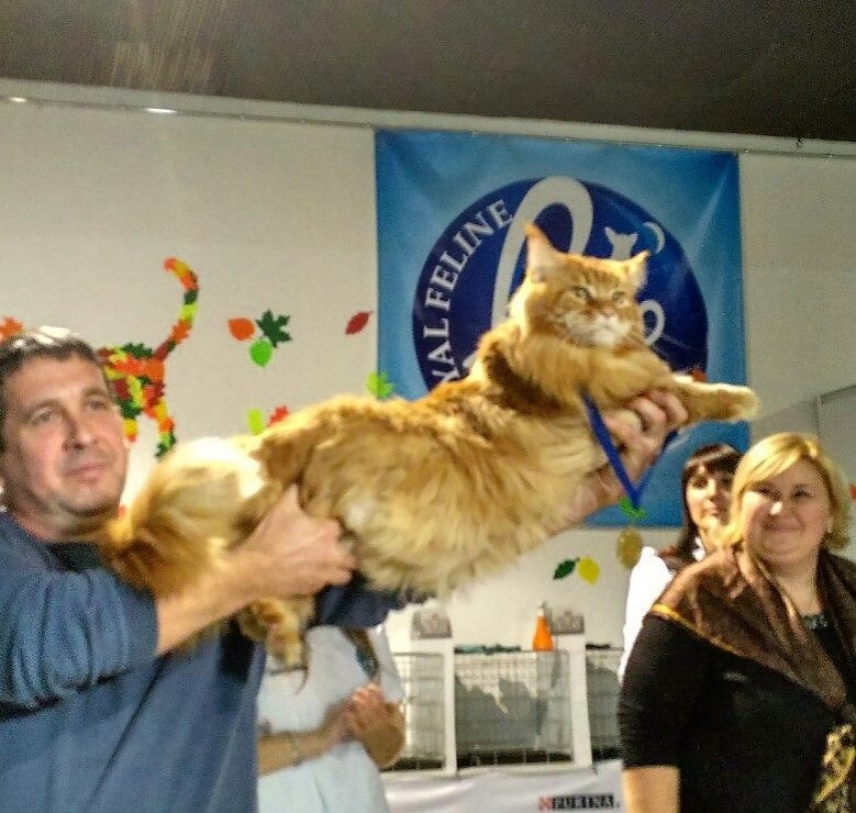 Найбільший кіт Києва підірвав мережу - фото 1