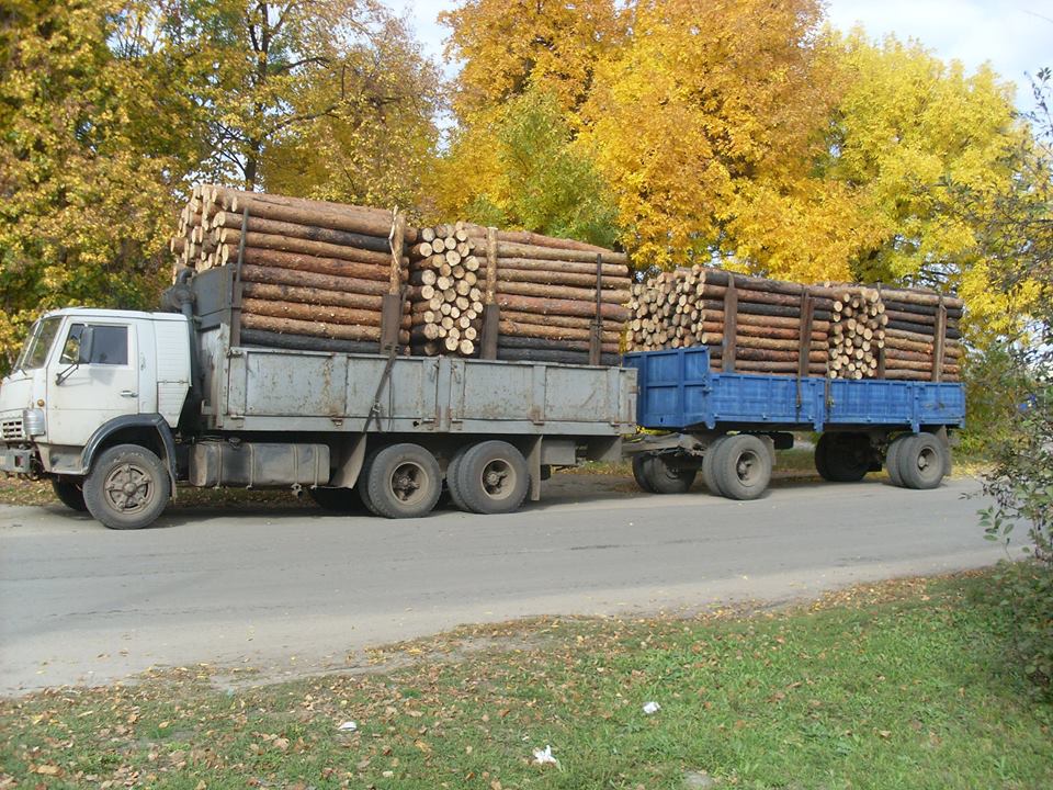 На Луганщині виявили понад 200 фактів незаконного перевезення та вирубки деревини (ФОТО) - фото 9