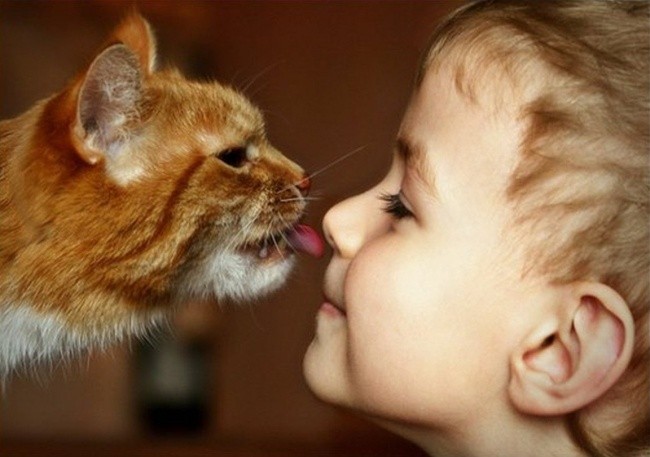Чому коти - найкращі няньки для дітей - фото 10