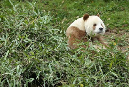 Не такий, як всі: у Китаї знайшлася єдина в світі "коричнева" панда (ФОТО) - фото 3