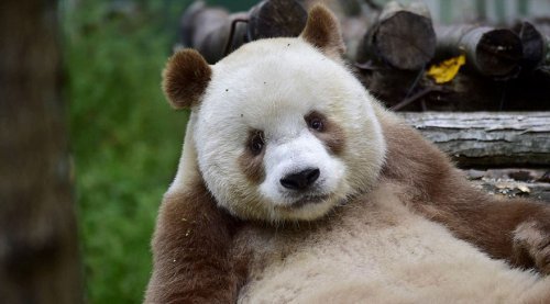 Не такий, як всі: у Китаї знайшлася єдина в світі "коричнева" панда (ФОТО) - фото 1