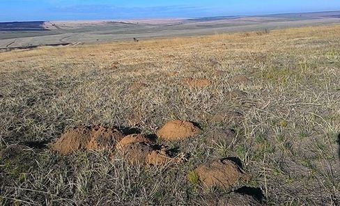 На Одещині розорали останню ділянку заповідного степу (ФОТО) - фото 1