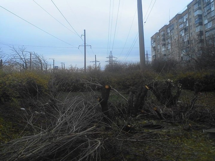 Як у Кропивницькому енергетики пилкою "вилікували" біль мерії і дров нaробили - фото 4