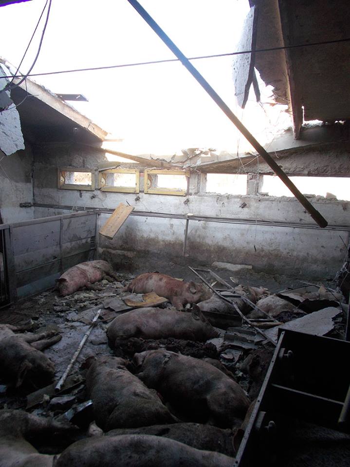 Трагедія біля Авдіївки: терористи знищили обстрілом ферму та працівника (ФОТО 18+) - фото 2