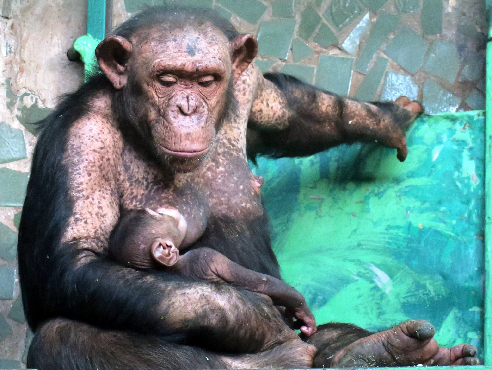 У Миколаївському зоопарку похизувалися світлинами малечі шимпанзе