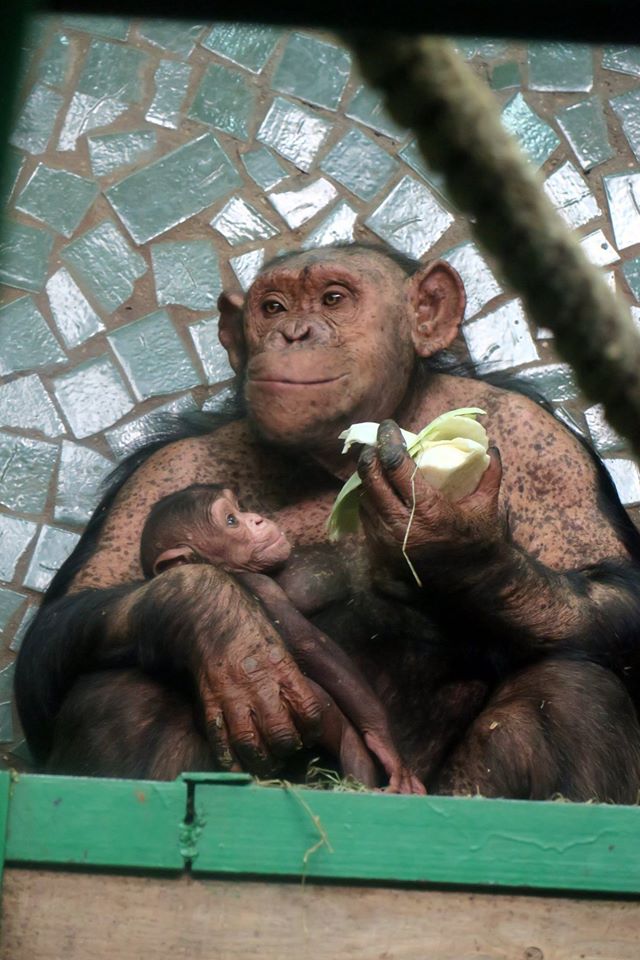 У Миколаївському зоопарку похизувалися світлинами малечі шимпанзе