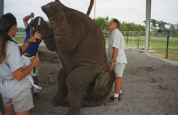 Через які тортури проходить слоненя, щоб порозважати трюками глядачів - фото 3