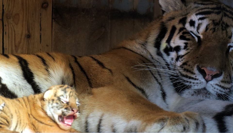 Миколаївський зоопарк поповнився одразу п'ятьма амурськими тигренятами