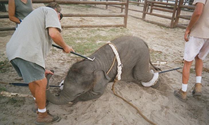 Через які тортури проходить слоненя, щоб порозважати трюками глядачів - фото 1