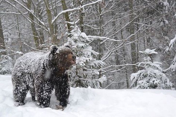 Як мімішно бурі ведмеді реагують на справжню закарпатську зиму - фото 5