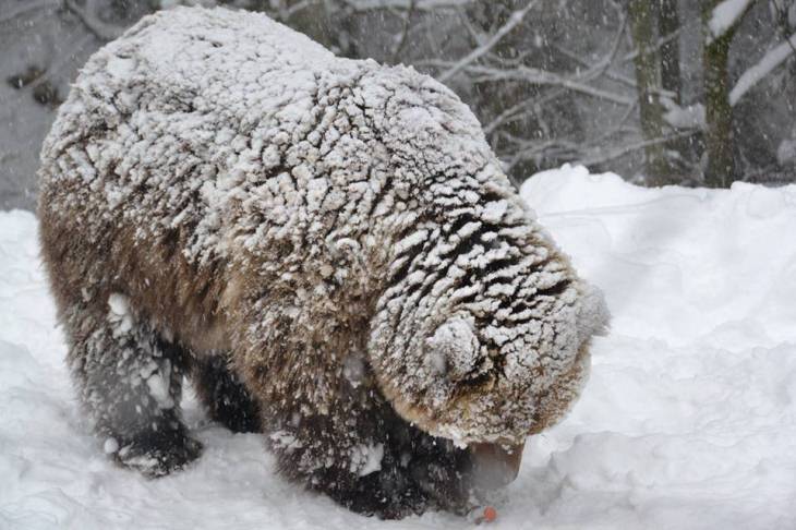 Як мімішно бурі ведмеді реагують на справжню закарпатську зиму - фото 1