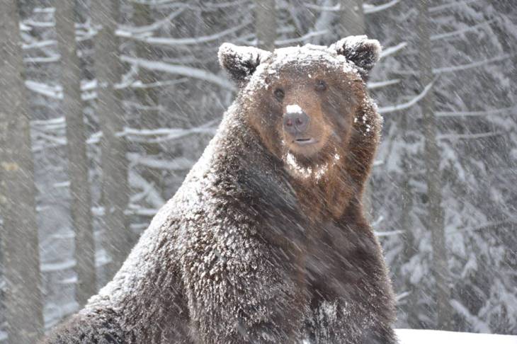 Як мімішно бурі ведмеді реагують на справжню закарпатську зиму - фото 2
