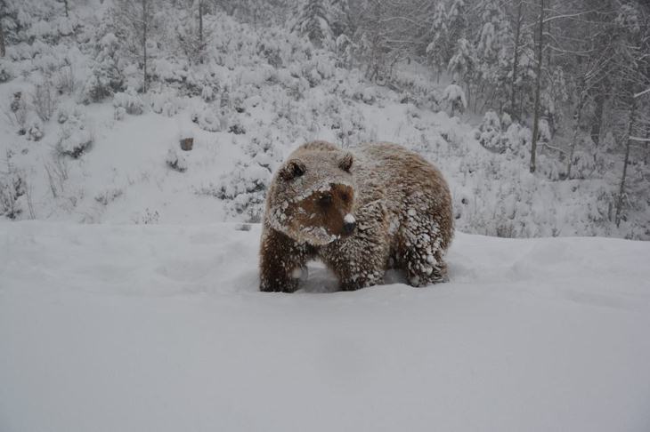 Як мімішно бурі ведмеді реагують на справжню закарпатську зиму - фото 3