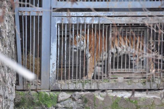 Миколаївська поліція розпочала провадження після загибелі чоловіка у вольєрі з тиграми