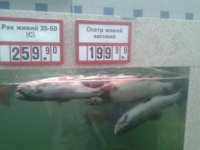 Як у Рівному продають мертву живу рибу (ФОТО) - фото 1