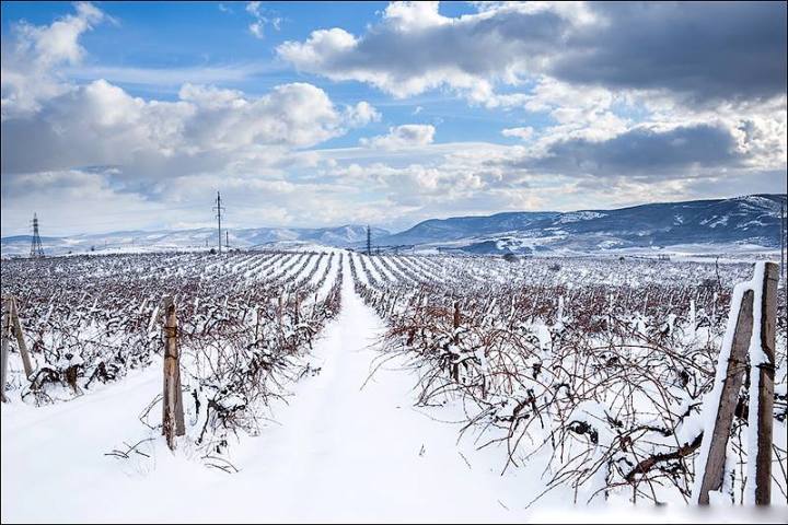 Як виглядають закарпатські виноградники під шаром снігу - фото 1