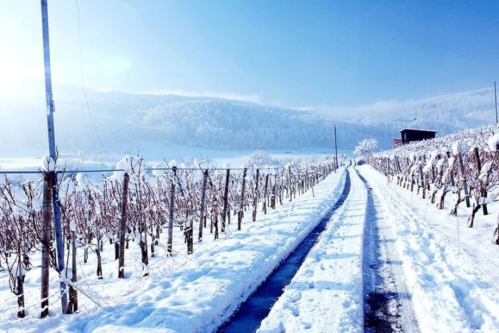 Як виглядають закарпатські виноградники під шаром снігу - фото 2