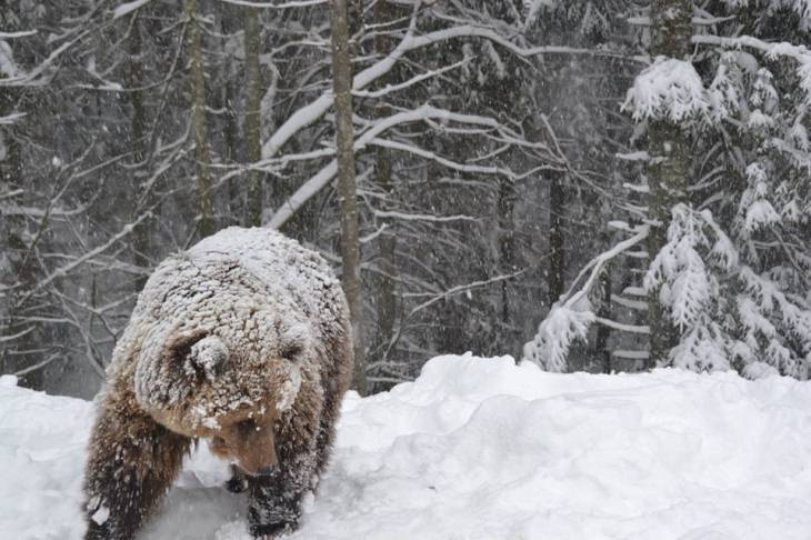 Як мімішно бурі ведмеді реагують на справжню закарпатську зиму - фото 4