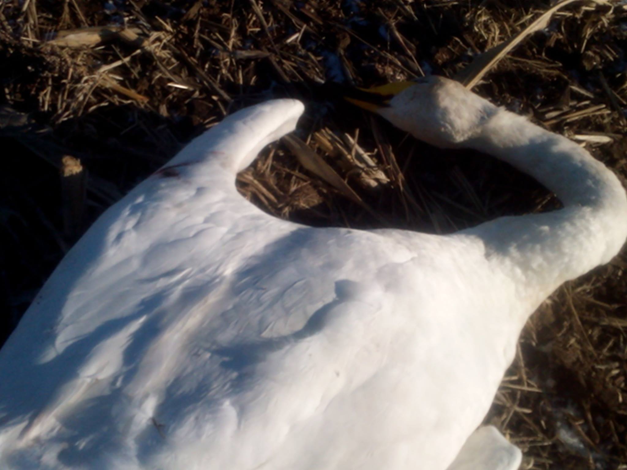 На Миколаївщині по-звірячому вбили більше 20 лебедів