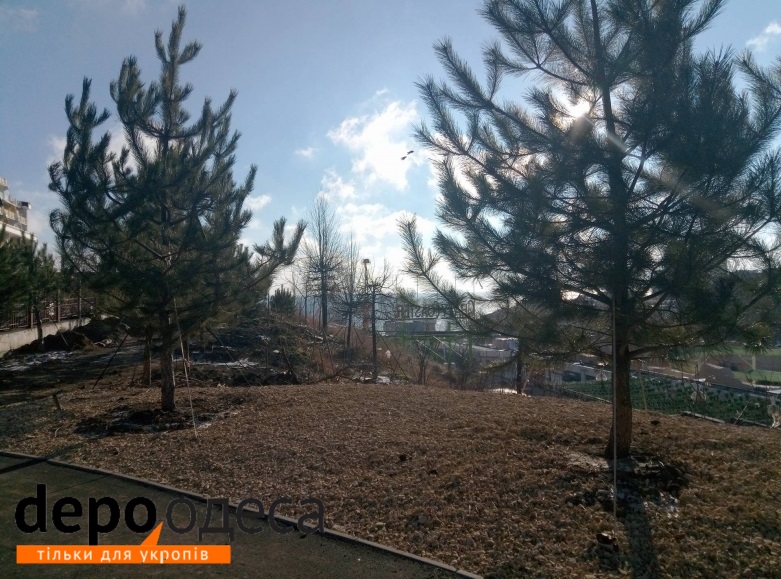 Одеську Аркадію прикрасили новими живими деревами (ФОТО) - фото 1
