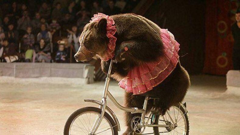 Тварини і тварюки: коли директори цирків самі полізуть в палаюче колесо - фото 3
