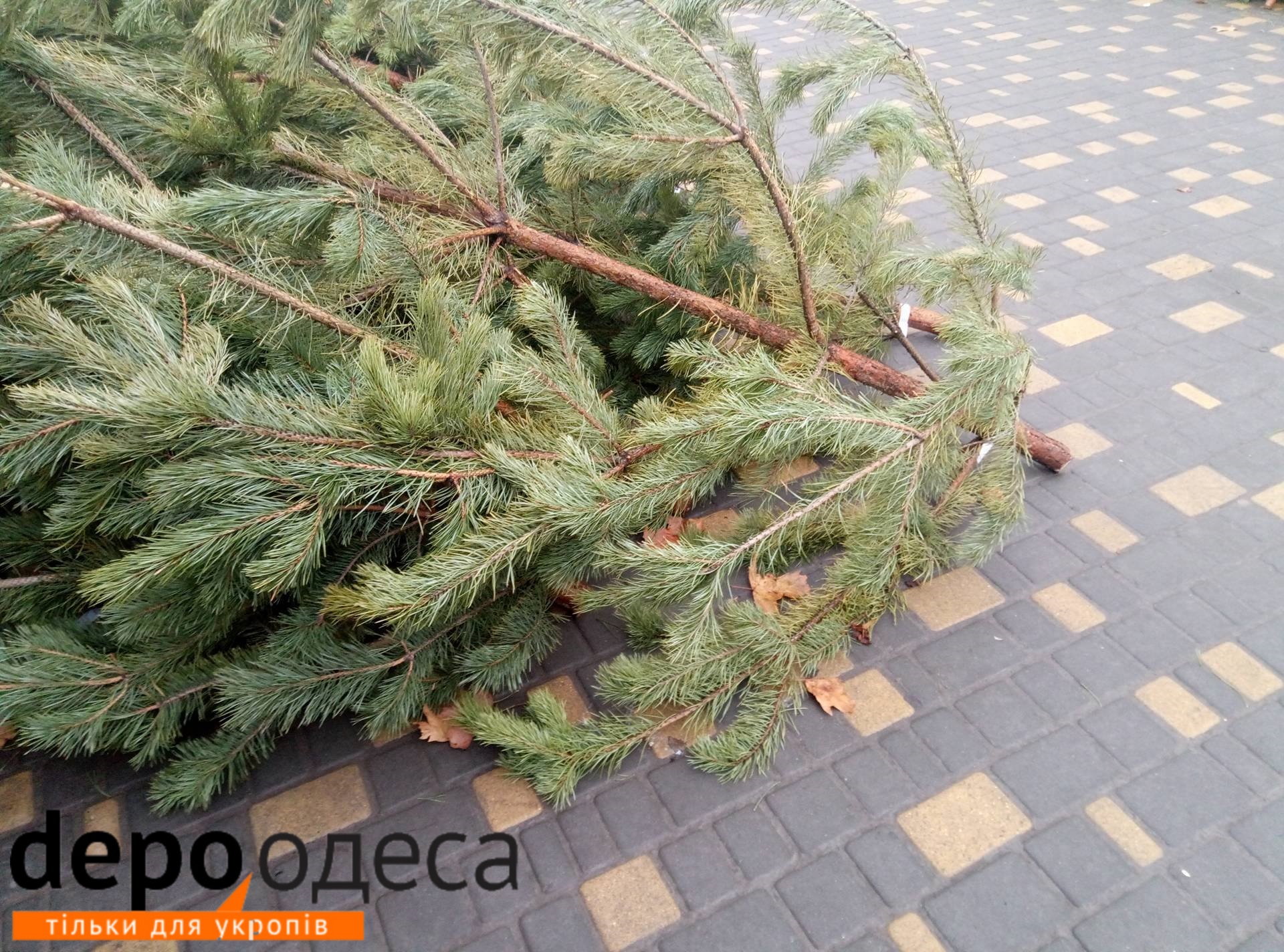 До Нового року кілька днів: вулиці Одеси всипані "правильними ялинками" (ФОТО) - фото 2