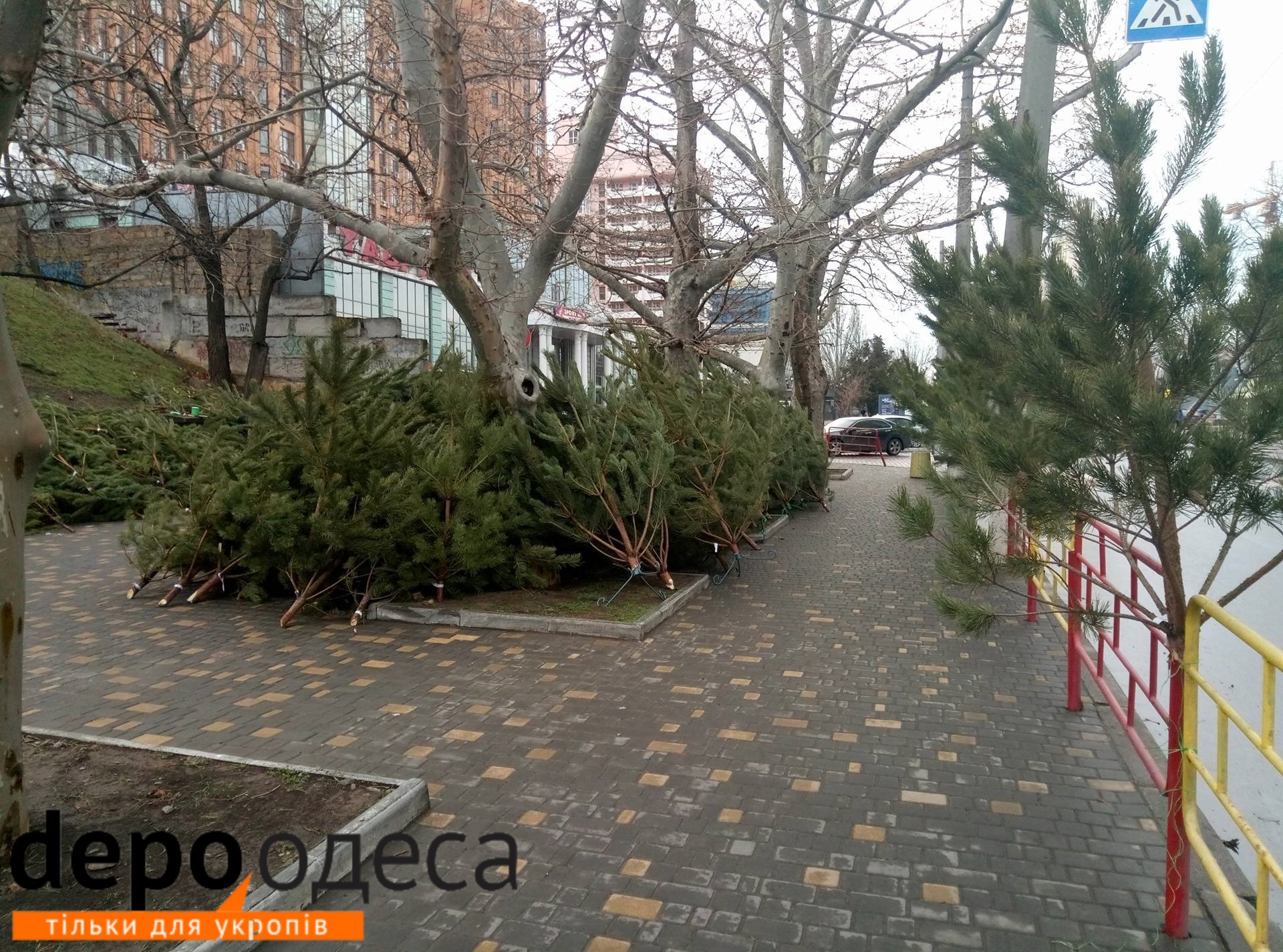 До Нового року кілька днів: вулиці Одеси всипані "правильними ялинками" (ФОТО) - фото 1