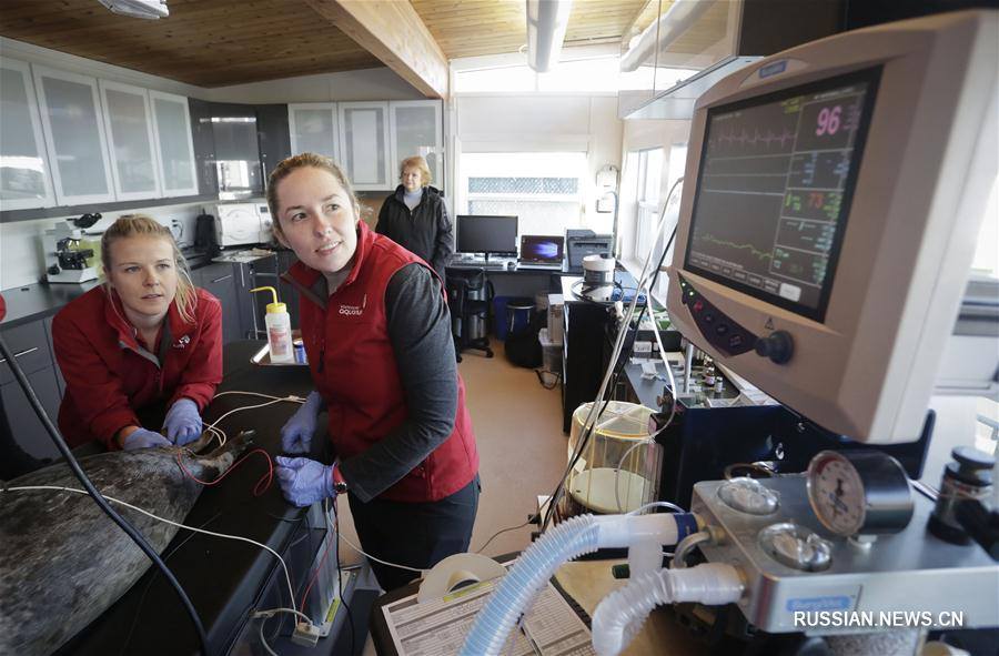 У Канаді відкрили лікарню для морських котиків - фото 2