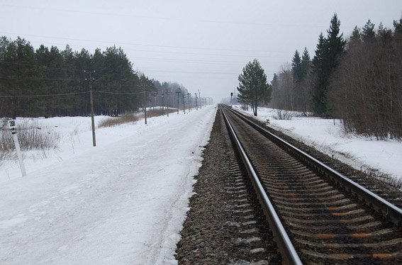 У Миколаєві біля залізничної колії браконьєри спиляли більше 470 дерев