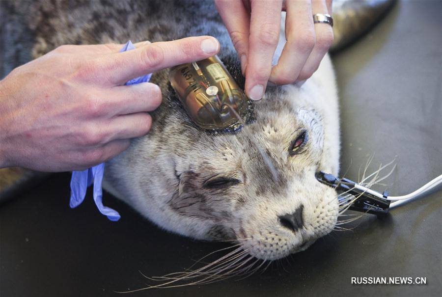 У Канаді відкрили лікарню для морських котиків - фото 5