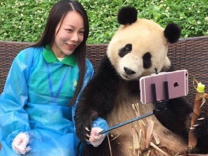 Як китайська панда обожнює робити селфі - фото 1