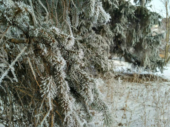 Зимовий Гідропарк вразив киян своєю чарівною красою  - фото 2