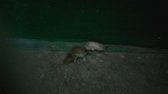 У столичних під’їздах валяються дохлі миші   - фото 2