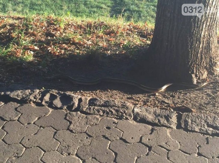 Ужгородськими тротуарами повзають змії - фото 1